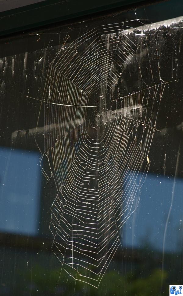 Spider Web